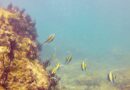 Impulsan científicos recuperación del coral en Bahía de Banderas