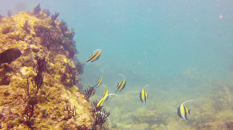 Impulsan científicos recuperación del coral en Bahía de Banderas tras blanqueamiento masivo