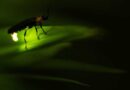Bautizan en Chapultepec a especie de luciérnaga en honor a María Sabina