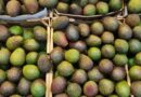 Pública Gobierno de México acciones para producción sostenible de aguacate