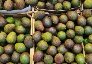 Pública Gobierno de México acciones para producción sostenible de aguacate Pública Gobierno de México acciones para producción sostenible de aguacate