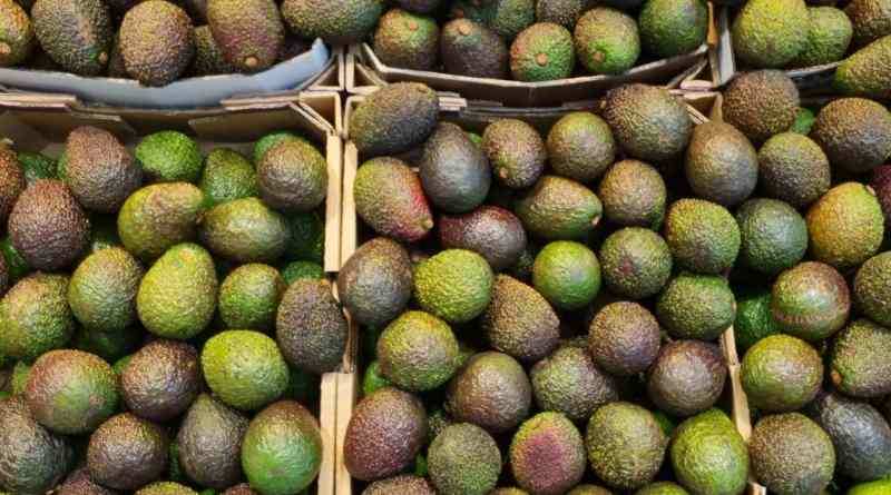 Pública Gobierno de México acciones para producción sostenible de aguacate
