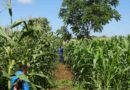 Impulsa Conanp la conservación de agrobiodiversidad
