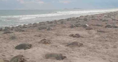 Vigila Profepa 200 mil nidos durante quinta arribada de tortuga golfina