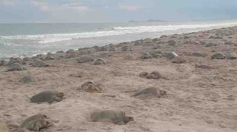 Vigila Profepa 200 mil nidos durante quinta arribada de tortuga golfina