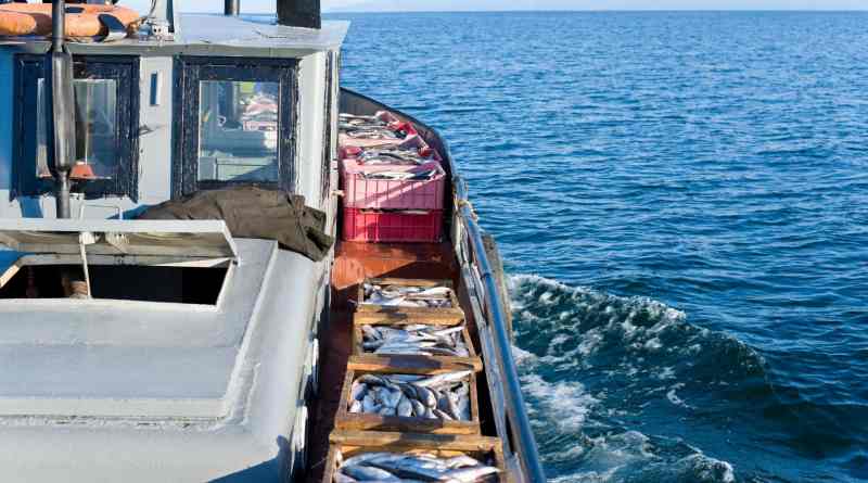 Alerta Oceana que pesquerías mexicanas enfrentan severas amenazas