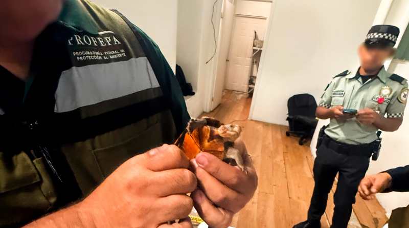 Decomisan 774 Ejemplares de Tortugas en Aeropuerto de Tijuana
