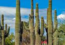 Cactáceas: Guardianes del desierto y patrimonio vivo de México