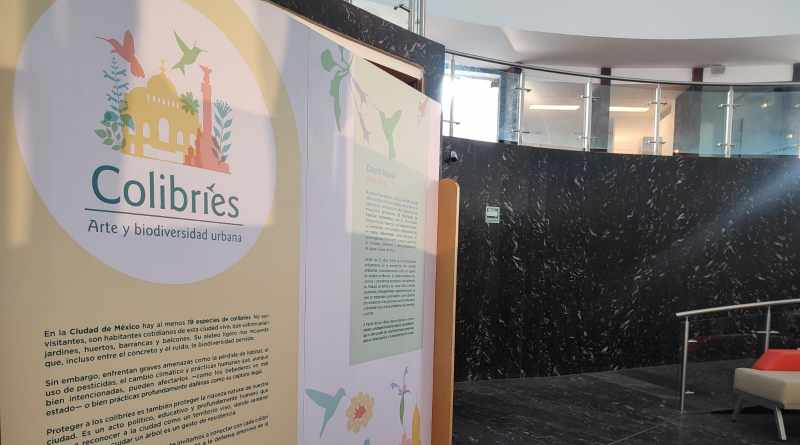 Presenta Sedema exposición sobre Colibríes y biodiversidad 