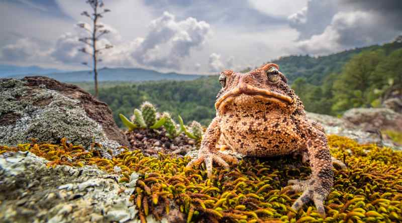 México en una Imagen