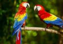 Guacamayas, Loros y Pericos: La belleza y el riesgo del tráfico ilegal