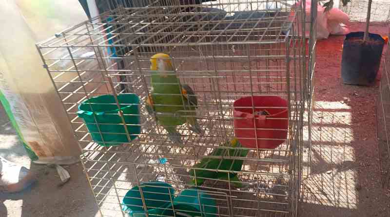 Asegura Profepa 107 aves silvestres en Morelos