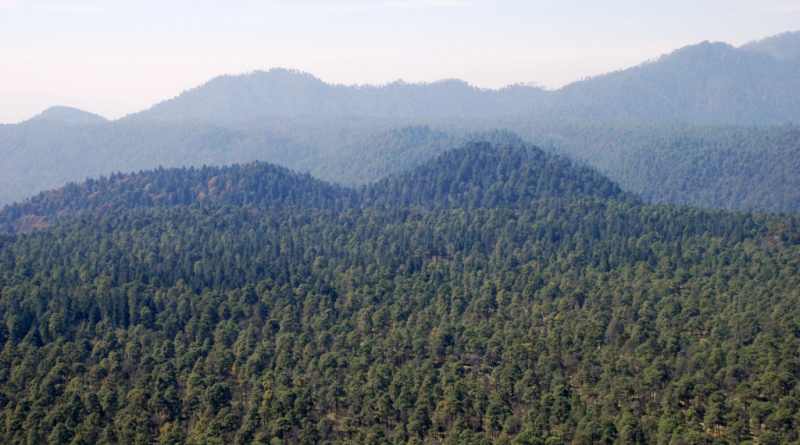 Protege México selvas bajas en Michoacán a través de pago por servicios ambientales