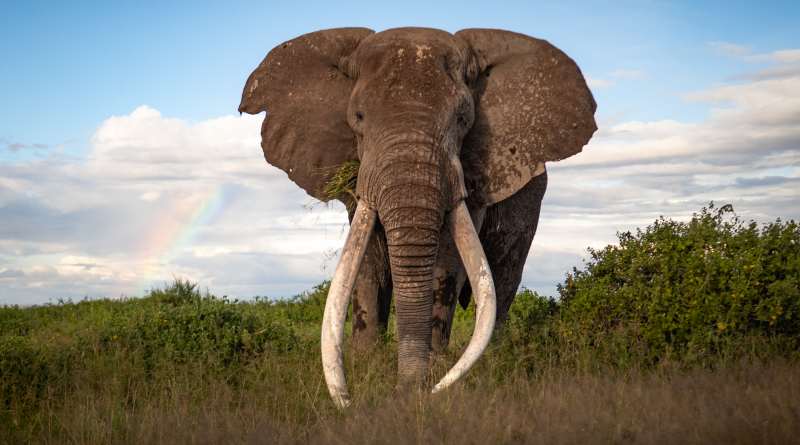 Registra Kenia incremento de elefantes y caída de aves acuáticas en censo 2025