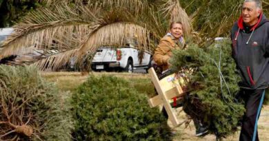 ¿Qué hacer con los árboles de Navidad y Nochebuenas?
