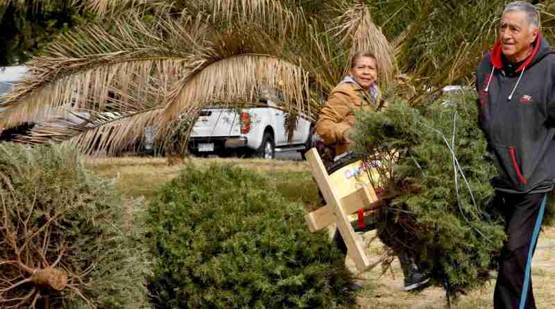¿Qué hacer con los árboles de Navidad y Nochebuenas?