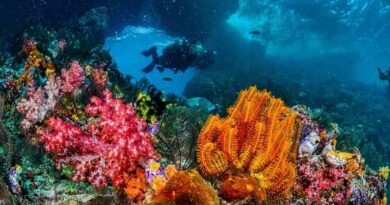 Lidera Arabia Saudita esfuerzos globales para la protección de arrecifes