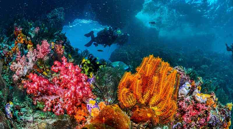 Lidera Arabia Saudita esfuerzos globales para la protección de arrecifes