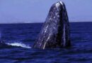Registra Conanp arribo de 127 ballenas grises en Baja California Sur