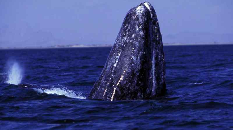 Registra Conanp arribo de 127 ballenas grises en Baja California Sur