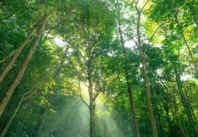 Dominan riesgos ambientales el panorama global hacia la próxima década Dominan riesgos ambientales el panorama global hacia la próxima década