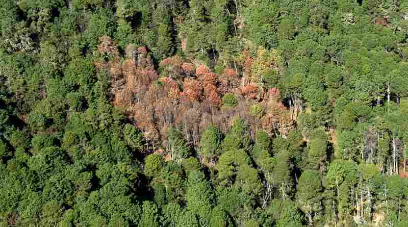 Publica CONAFOR nueva Zonificación Forestal para ordenar ecosistemas