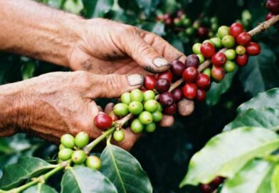 ONUDI y Generali blindan producción de café en África