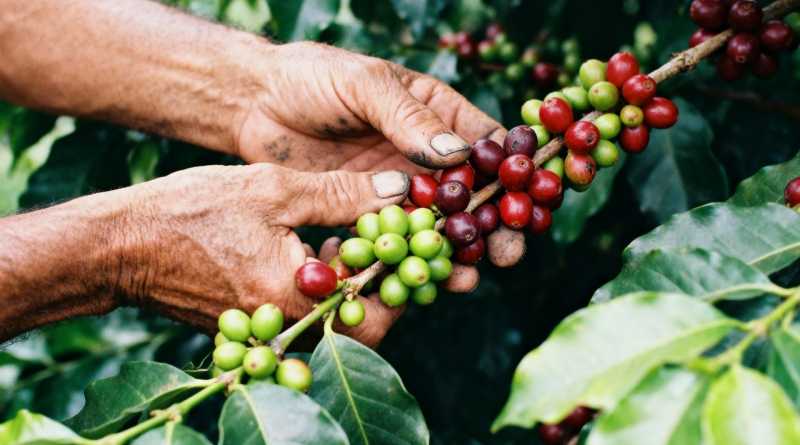 ONUDI y Generali blindan producción de café en África