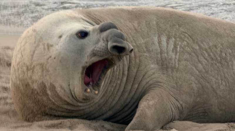 Protege PROFEPA a elefante marino en costas de Nayarit