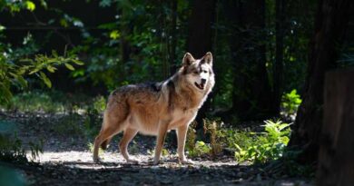 Traslada Sedema 7 ejemplares de lobo mexicano a Durango y Tamaulipas
