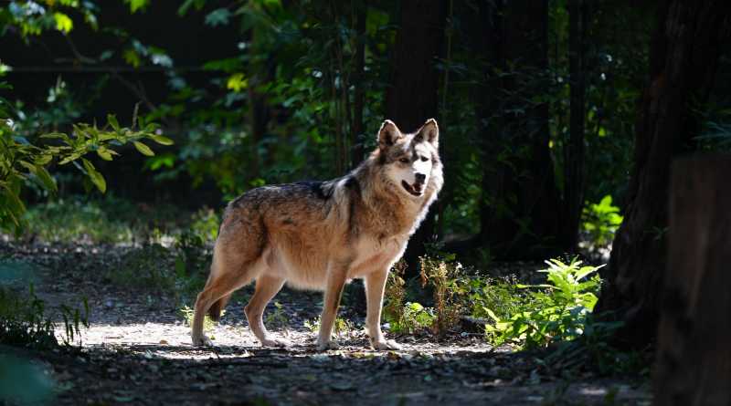 Traslada Sedema 7 ejemplares de lobo mexicano a Durango y Tamaulipas