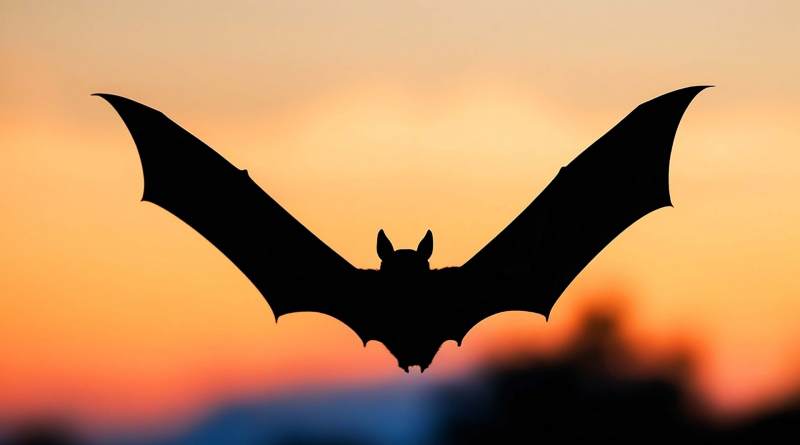 Noche de Murciélagos