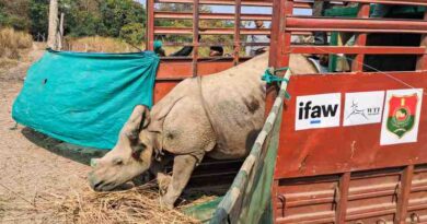 Avanza la recuperación de rinoceronte de un solo cuerno en la India