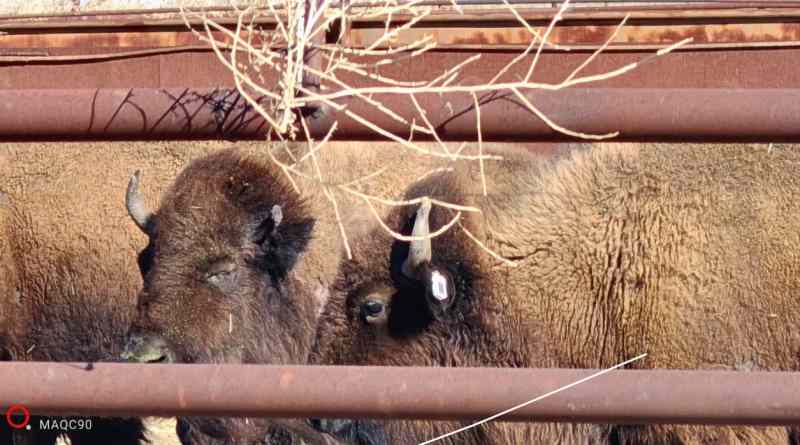 Traslada Conanp manada de bisontes para restaurar ecosistemas en el norte de México