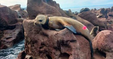 Coordina Profepa rescate y atención de cinco lobos marinos en BCS