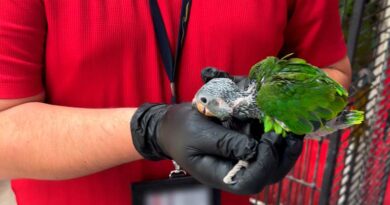 Rescatan autoridades estadounidenses aves provenientes de México 