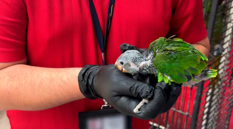 Rescatan autoridades estadounidenses aves provenientes de México 