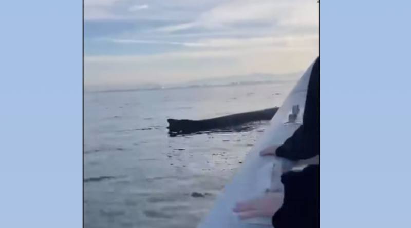 Fallece cría de ballena jorobada tras colisión con embarcación en Puerto Vallarta