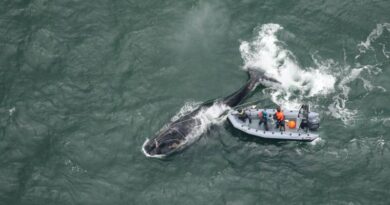 Persiste caza comercial de ballenas a cuatro décadas de su prohibición Persiste caza comercial de ballenas a cuatro décadas de su prohibición