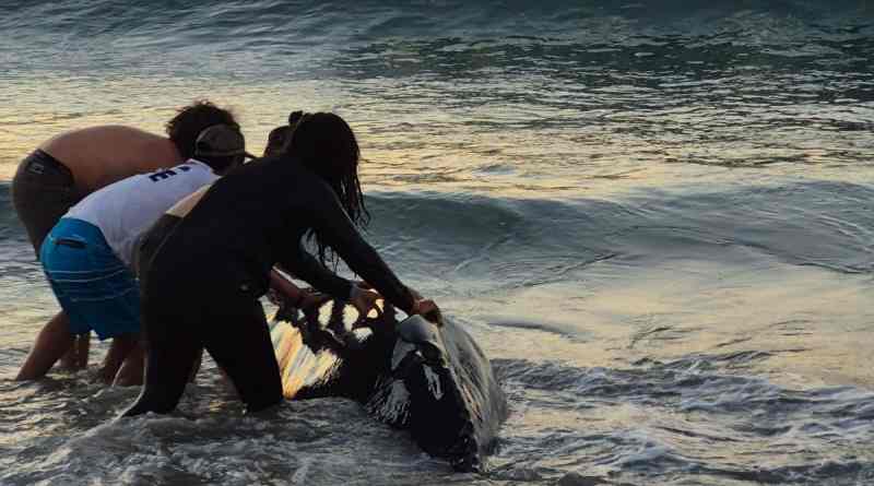 Rescata Conanp a ballenato varado en Santuario de Oaxaca