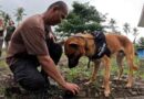 Refuerzan brigada canina para proteger al rinoceronte de Java en Indonesia