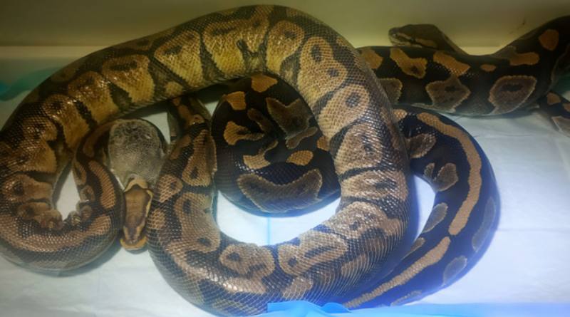 Atienden por enfermedad a pitones rescatadas en Tepoztlán