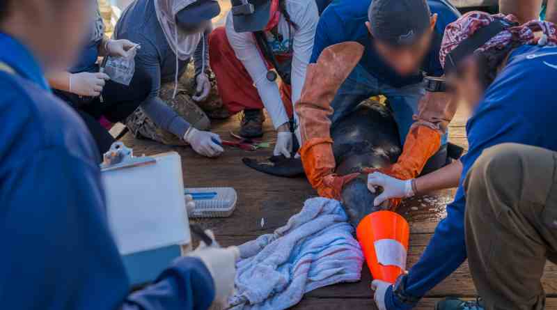 Rescatan cría de lobo marino en Roca Consag, Baja California