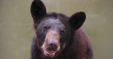 Protegen al oso negro mediante alianza entre Semarnat y Grupo Bimbo Protegen al oso negro mediante alianza entre Semarnat y Grupo Bimbo