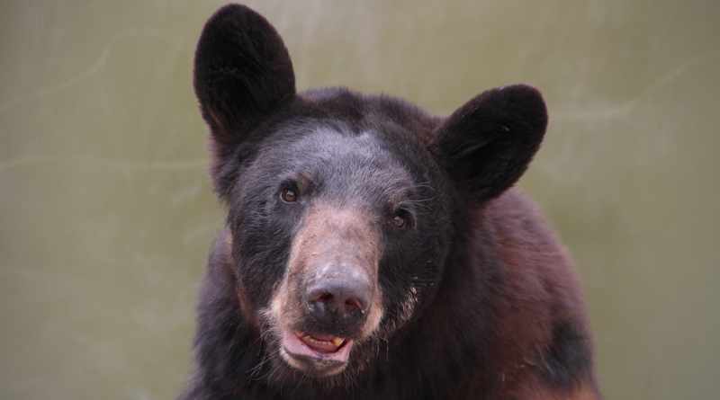 Protegen al oso negro mediante alianza entre Semarnat y Grupo Bimbo Protegen al oso negro mediante alianza entre Semarnat y Grupo Bimbo