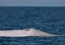 Localizan ejemplar de ballena azul albina en Bahía de Loreto