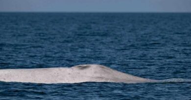 Localizan ejemplar de ballena azul albina en Bahía de Loreto