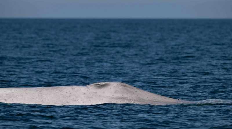 Localizan ejemplar de ballena azul albina en Bahía de Loreto