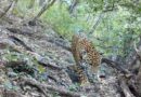 Registra Conanp presencia de jaguar en la Sierra Gorda de Guanajuato por primera vez