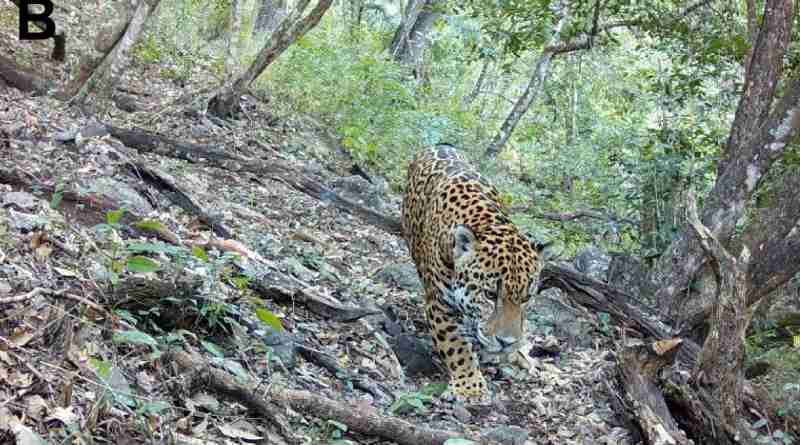 Registra Conanp presencia de jaguar en la Sierra Gorda de Guanajuato por primera vez